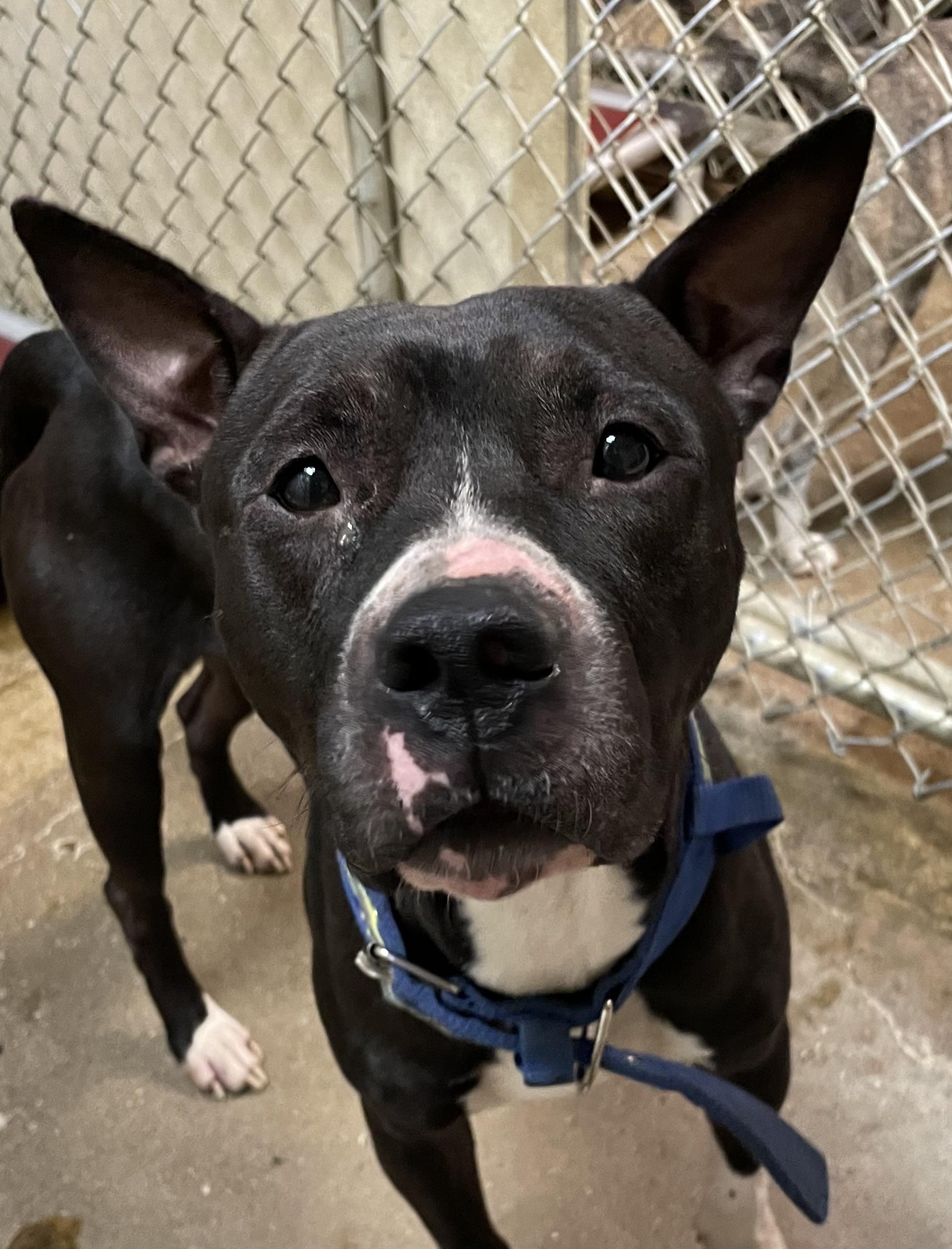 Enlarge Amherst AVAILABLE, a ADOPTABLE mixed breed in Canton, OH image 5/5