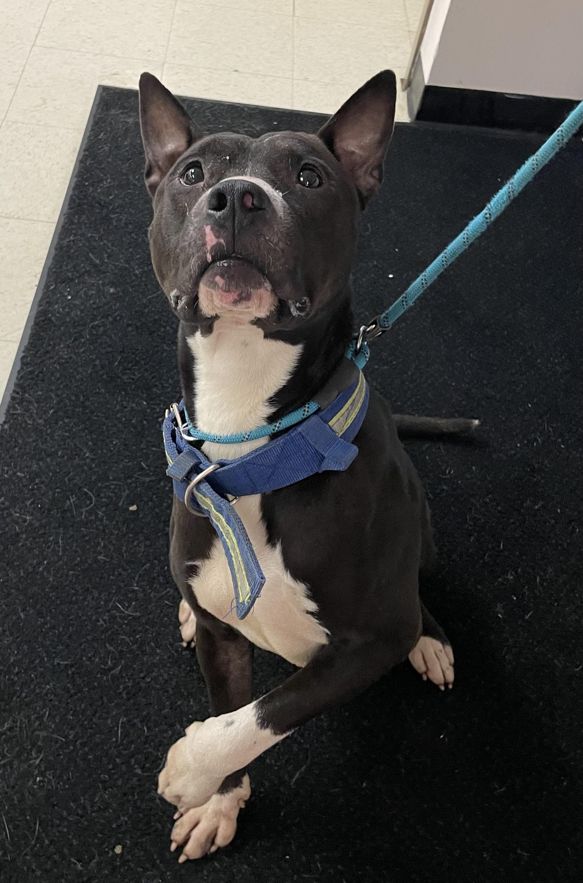 Enlarge Amherst AVAILABLE, a ADOPTABLE mixed breed in Canton, OH image 2/5