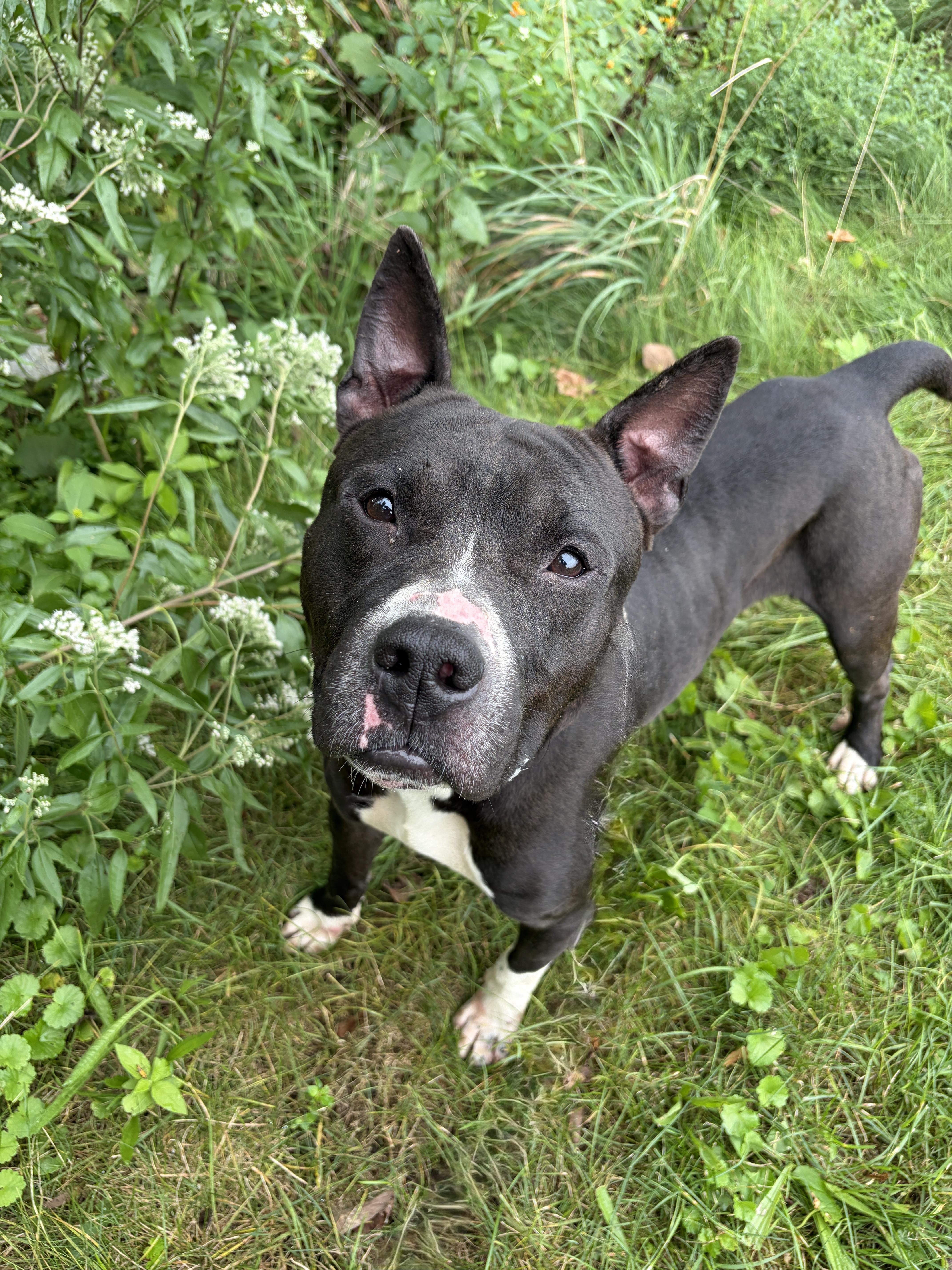 Amherst AVAILABLE, Adoptable, Adult Male American Staffordshire Terrier & Akita.