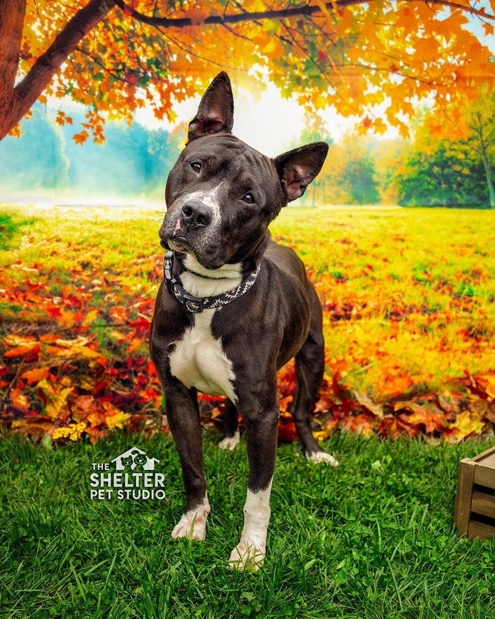 Enlarge Amherst AVAILABLE, a Adoptable mixed breed in Canton, OH image 1/6
