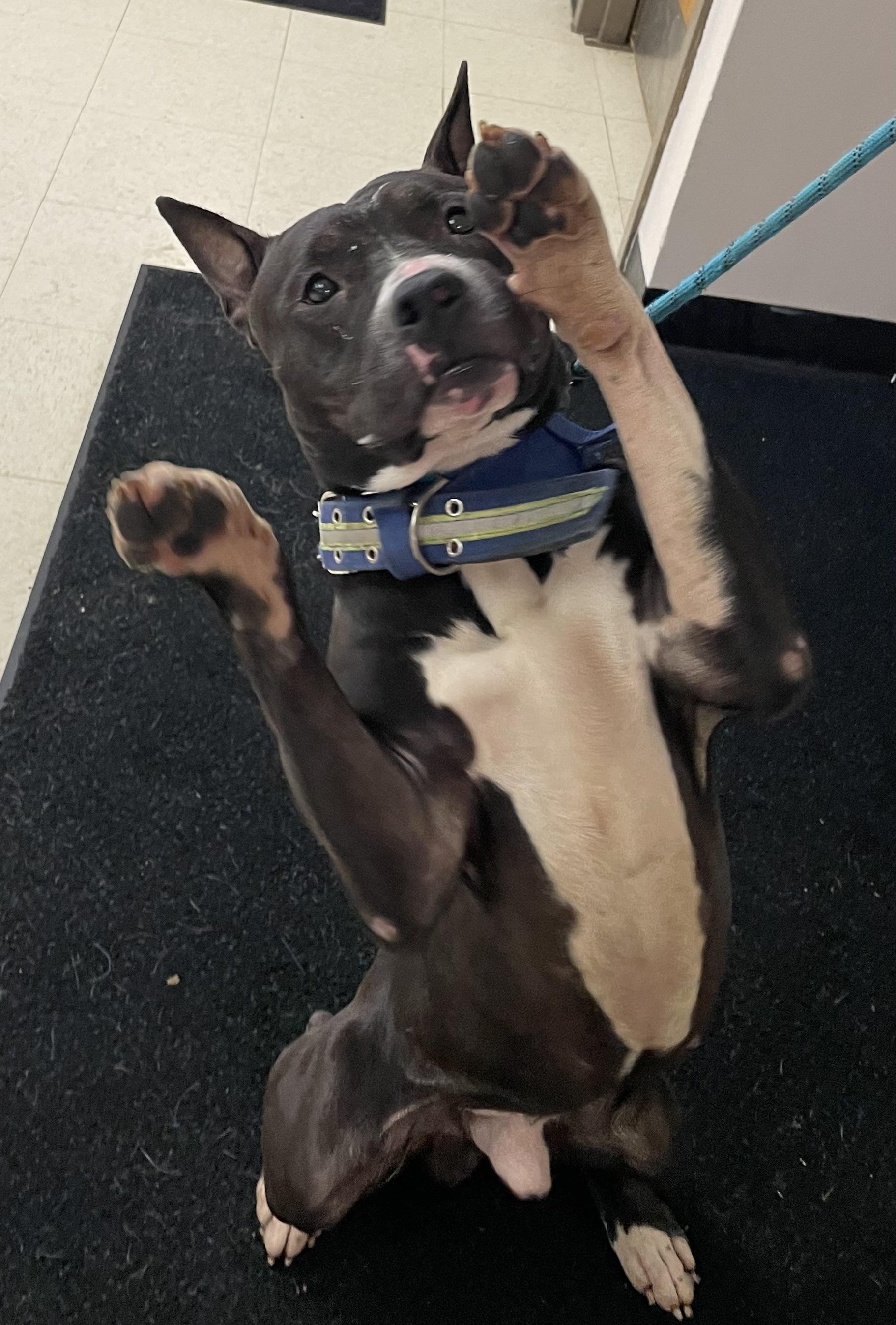 Amherst AVAILABLE, ADOPTABLE, Adult Male American Staffordshire Terrier.