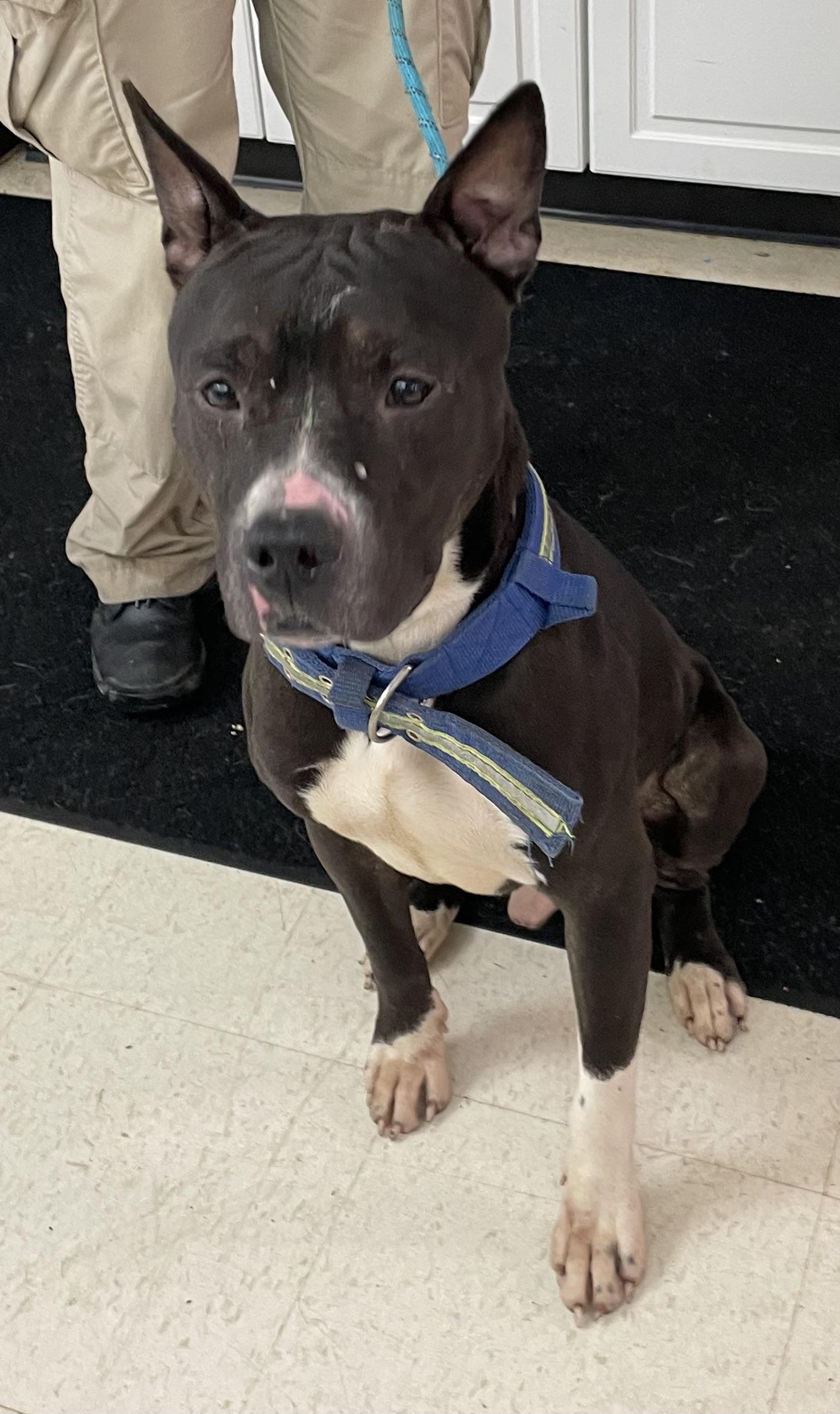 Enlarge Amherst AVAILABLE, a ADOPTABLE mixed breed in Canton, OH image 4/5
