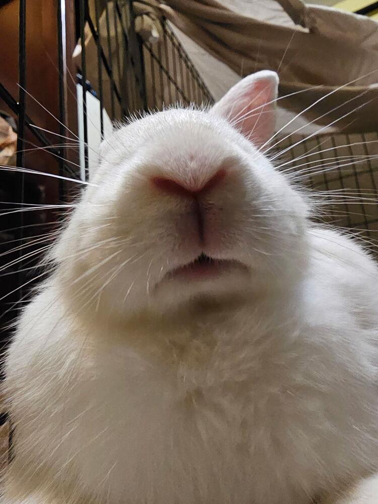 Chiffon, Adoptable, Baby Female Florida White.