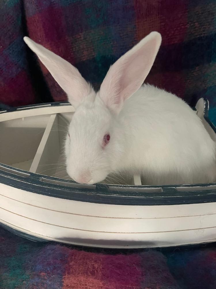 Chiffon, Adoptable, Baby Female Florida White.