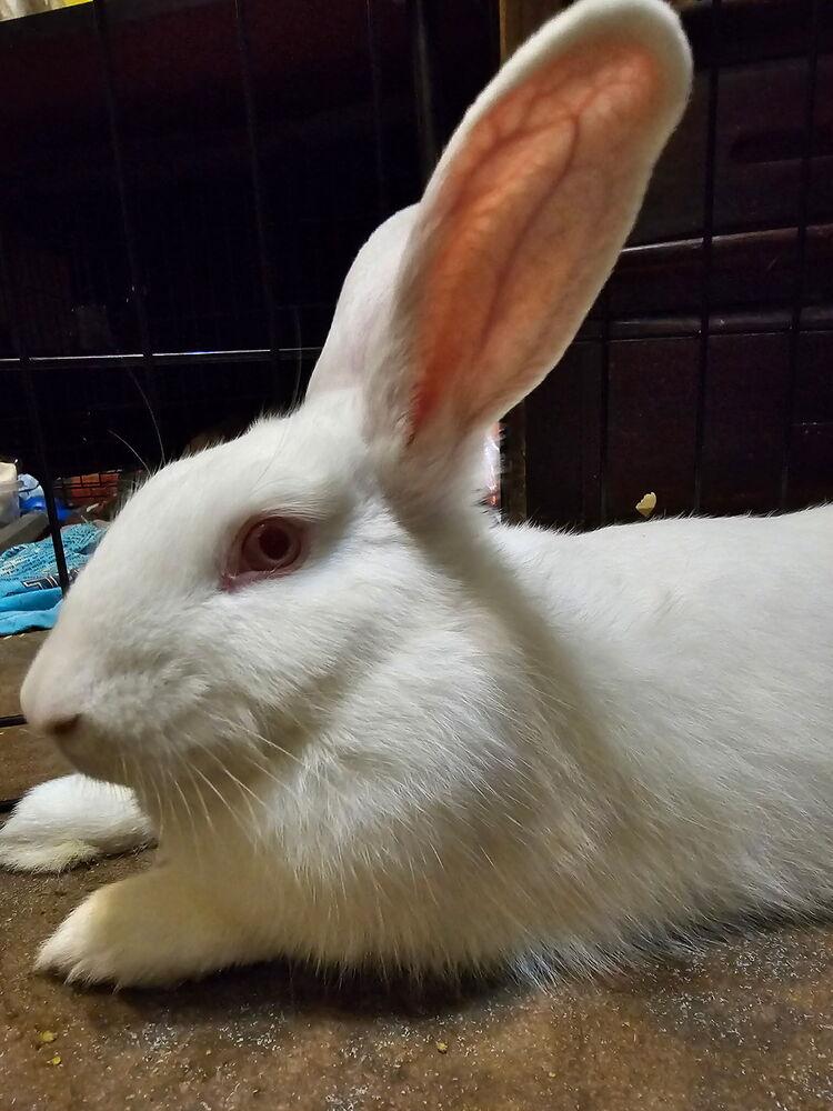 Enlarge Chiffon, a Adoptable Florida White in Melbourne, FL image 3/6