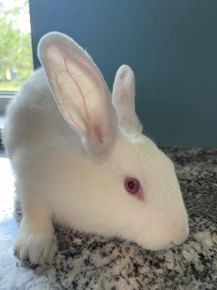 Chiffon, a Adoptable Florida White in Melbourne, FL image 3/6