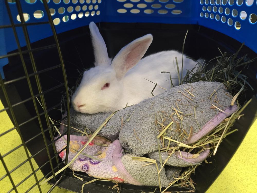 Enlarge Chiffon, a Adoptable Florida White in Melbourne, FL image 4/6