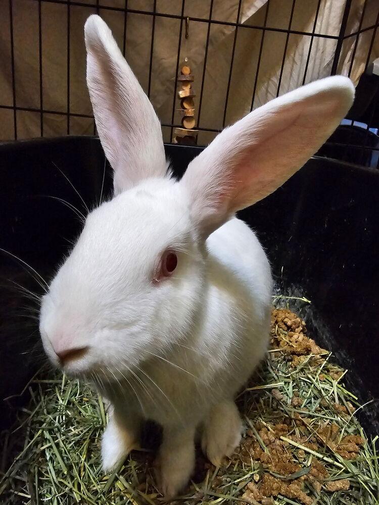 Enlarge Chiffon, a Adoptable Florida White in Melbourne, FL image 5/6