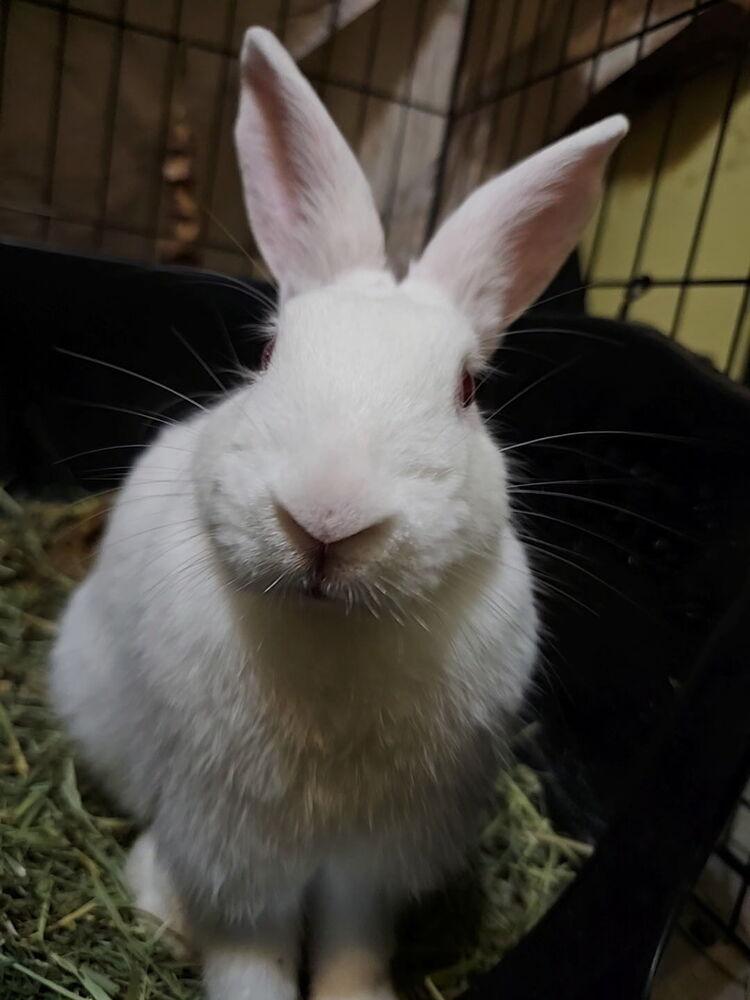 Chiffon, Adoptable, Baby Female Florida White.