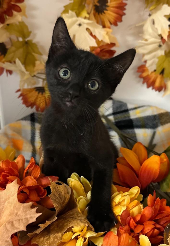 8/25/25 - Giabella, Adoptable, Young Female Domestic Short Hair.