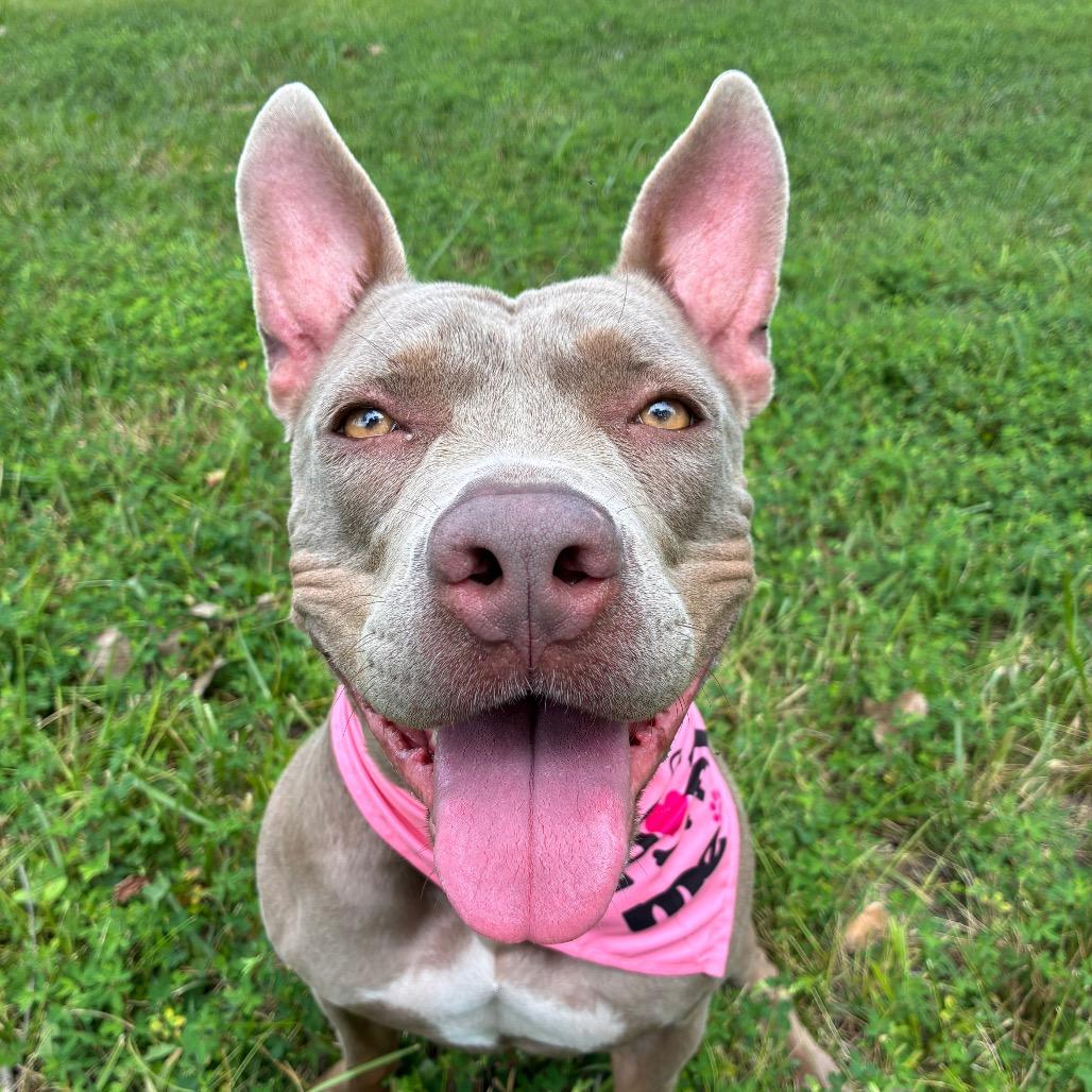 Pebbles, a Adoptable Pit Bull Terrier in Manhattan, KS image 1/6