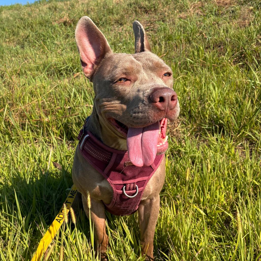 Pebbles, a Adoptable Pit Bull Terrier in Manhattan, KS image 2/6