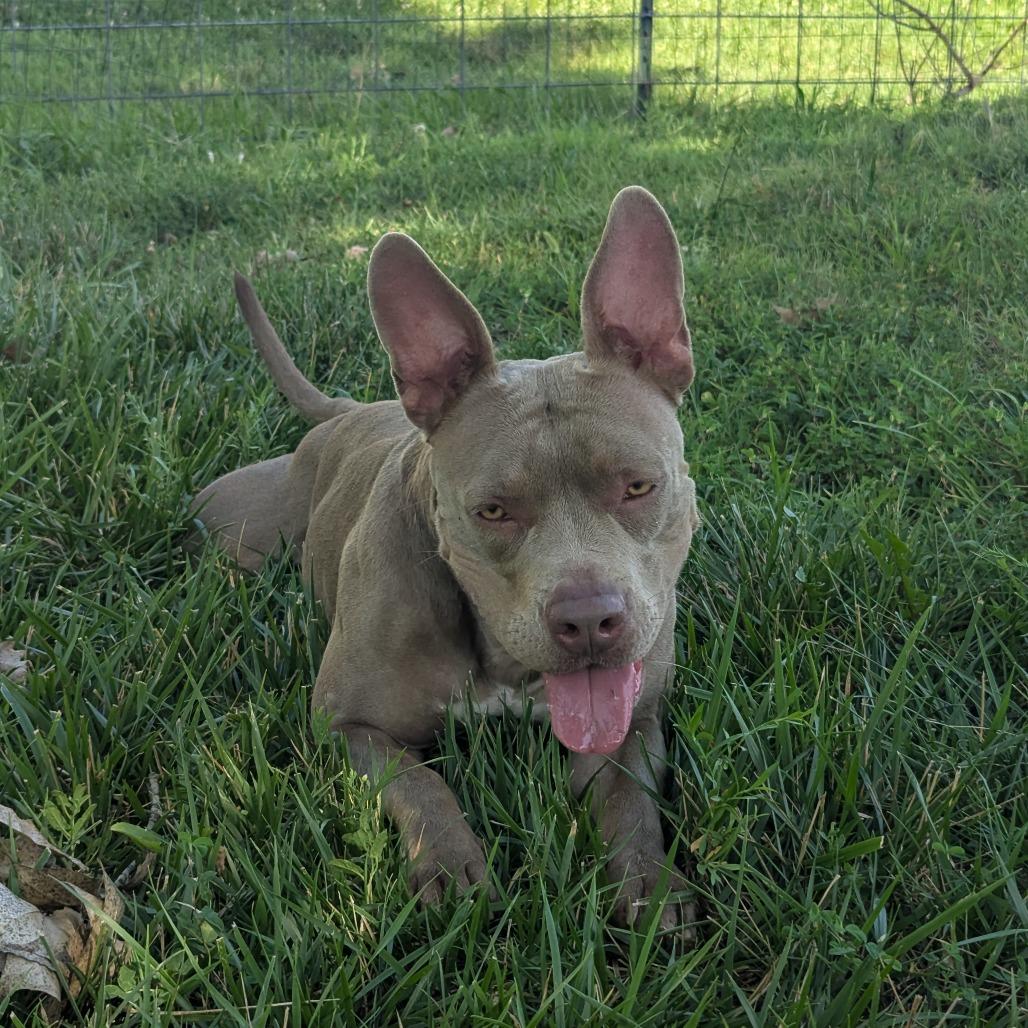 Pebbles, a Adoptable Pit Bull Terrier in Manhattan, KS image 3/6