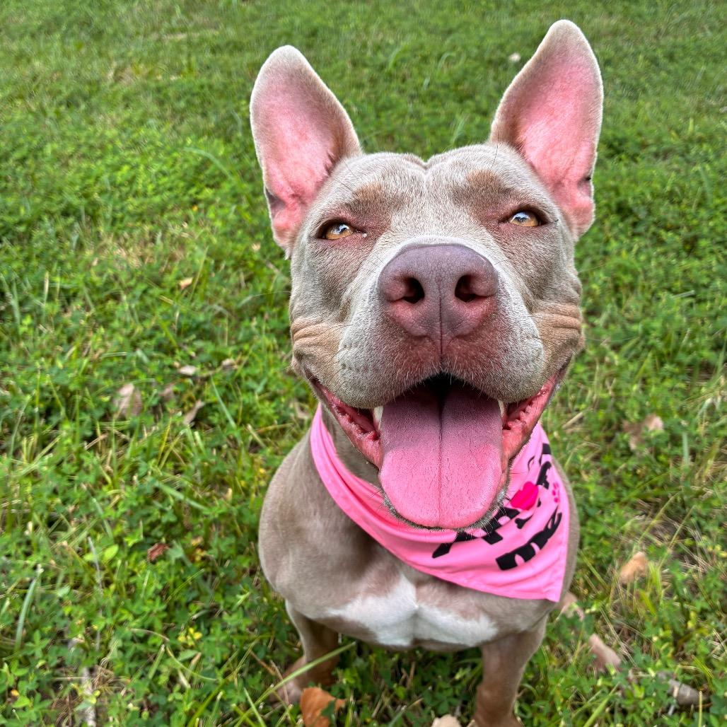 Pebbles, a Adoptable Pit Bull Terrier in Manhattan, KS image 4/6