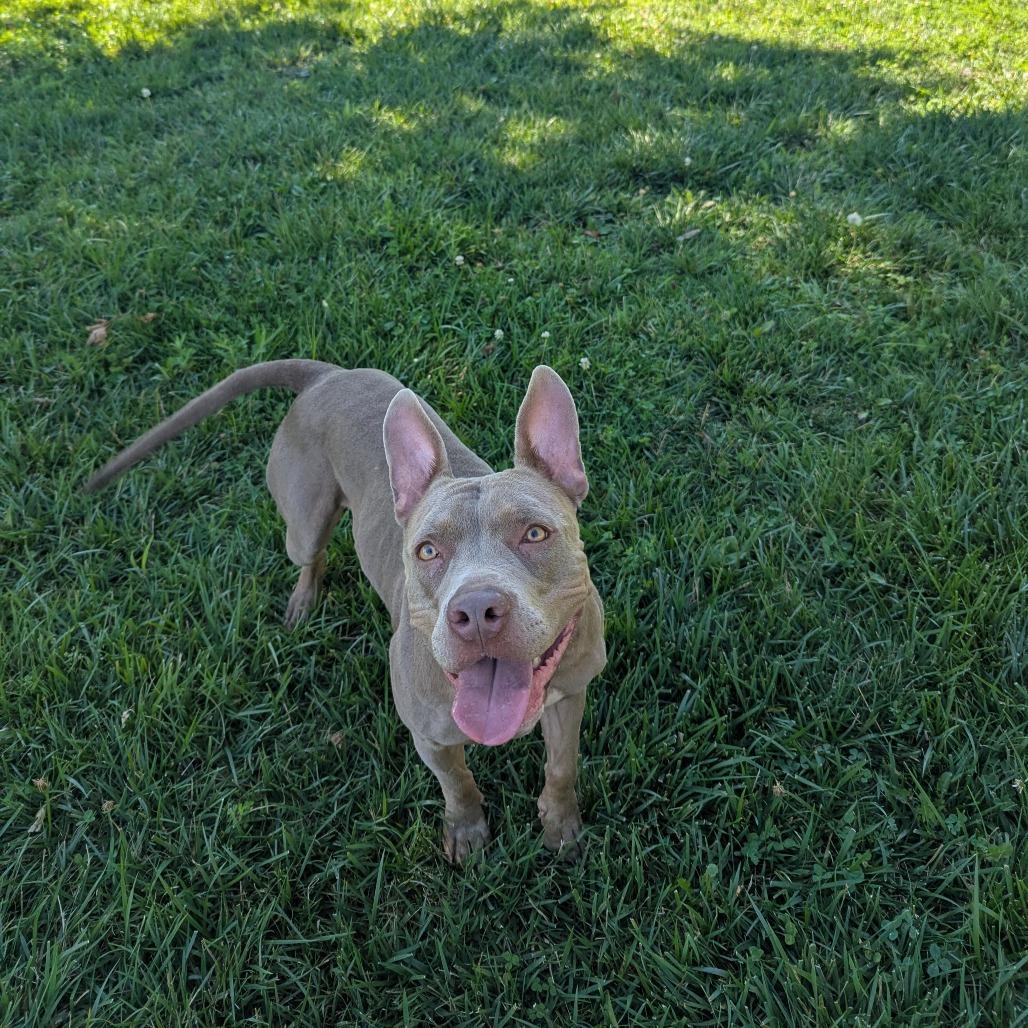 Pebbles, a Adoptable Pit Bull Terrier in Manhattan, KS image 5/6