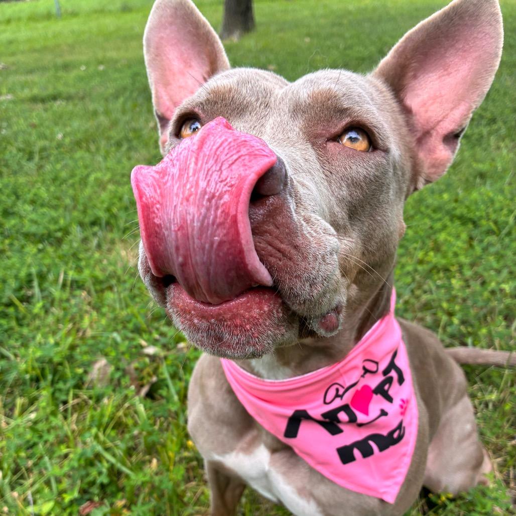 Pebbles, a Adoptable Pit Bull Terrier in Manhattan, KS image 6/6