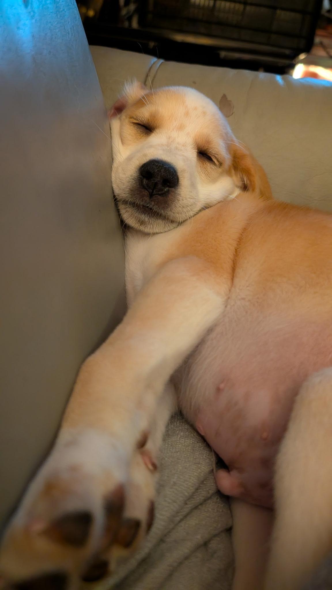 Oscar, a ADOPTABLE mixed breed in Fairfax, VA image 3/4