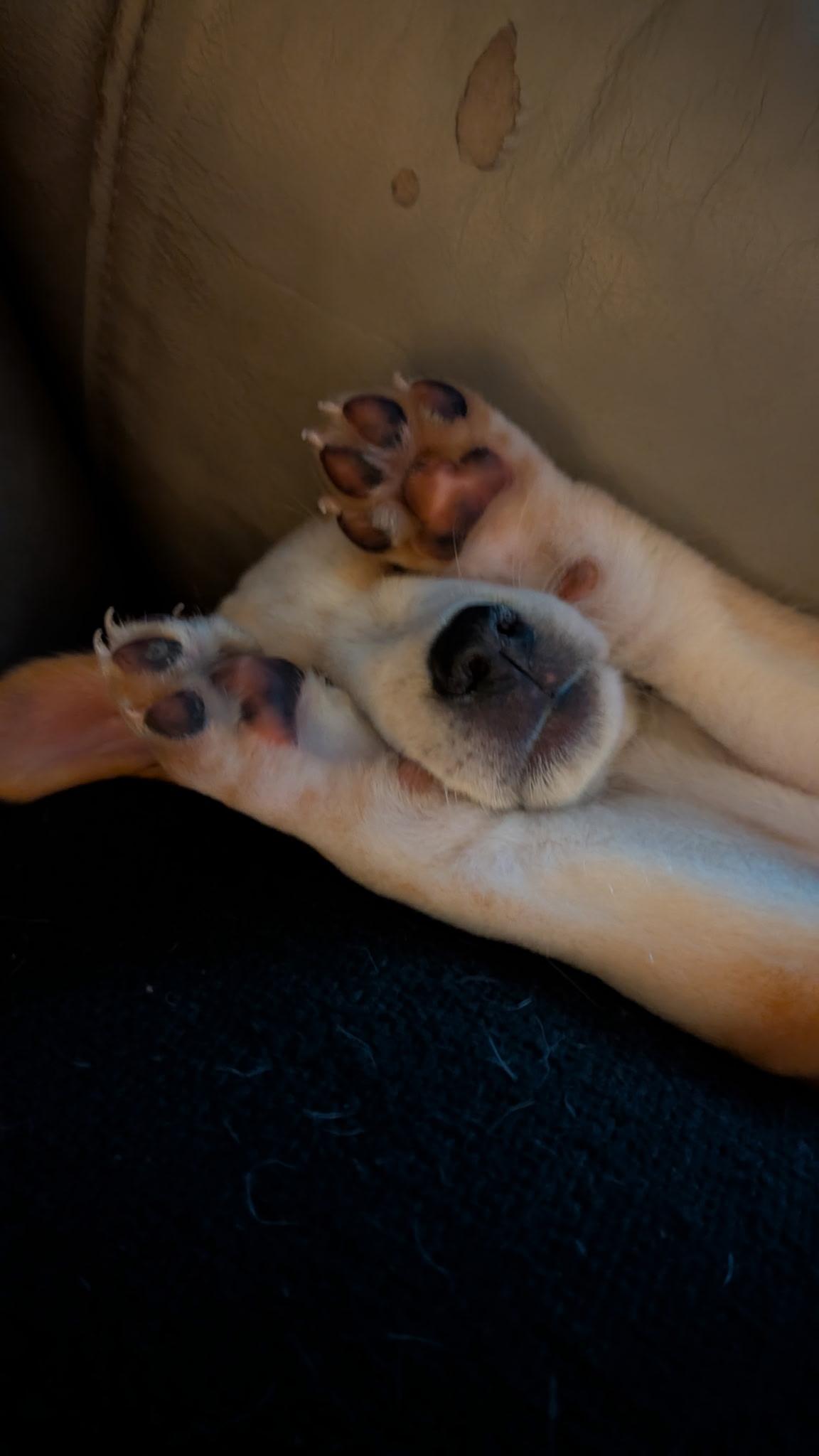 Oscar, a ADOPTABLE mixed breed in Fairfax, VA image 4/4