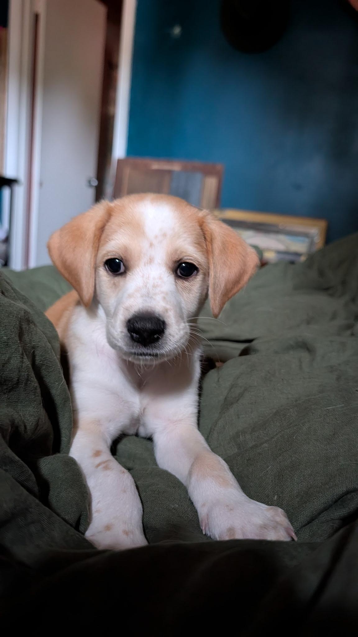 Oscar, ADOPTABLE, Puppy Male Hound.