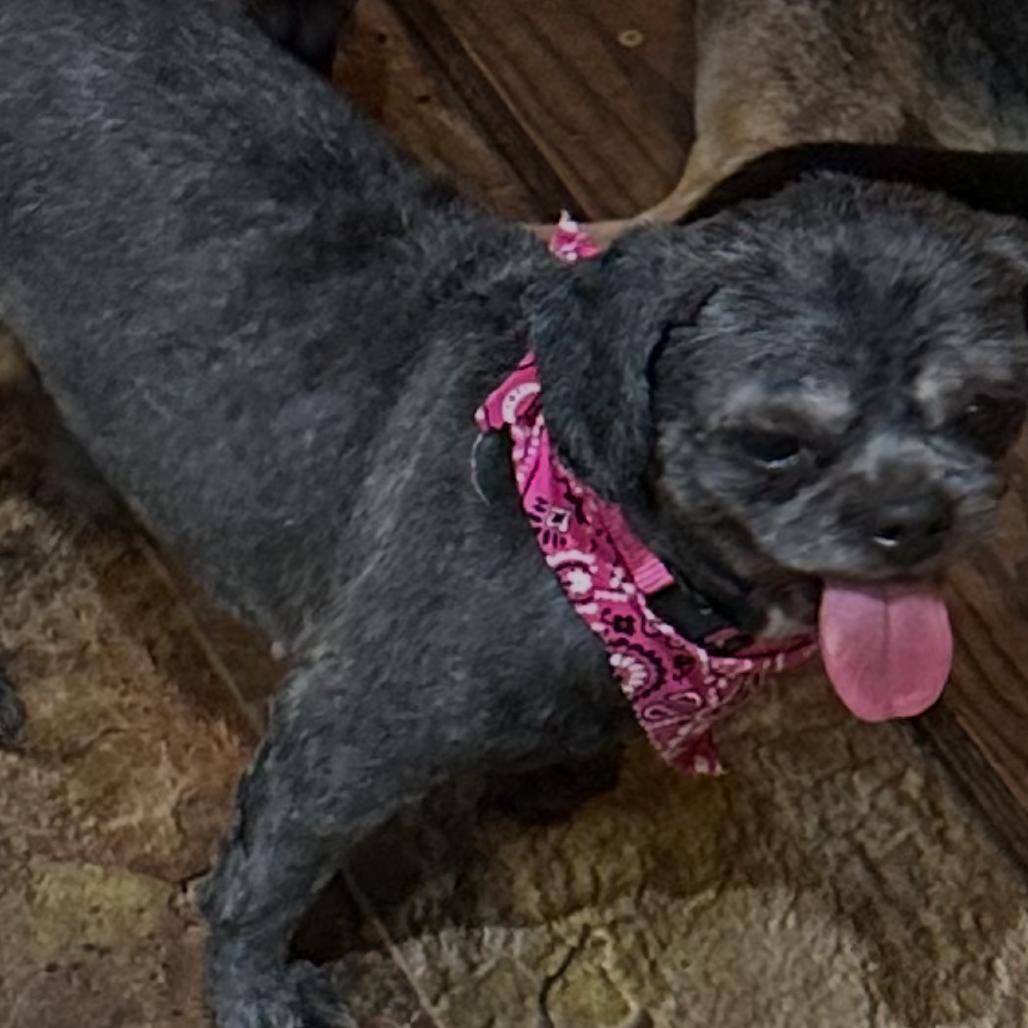 Enlarge Mollie Sue, a Adoptable Shih Tzu in Kansas City, MO image 1/1