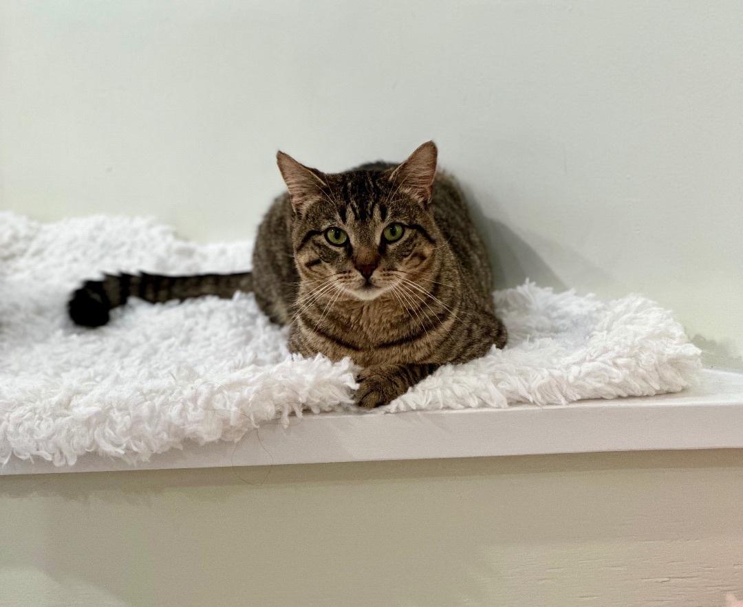 Simba 1