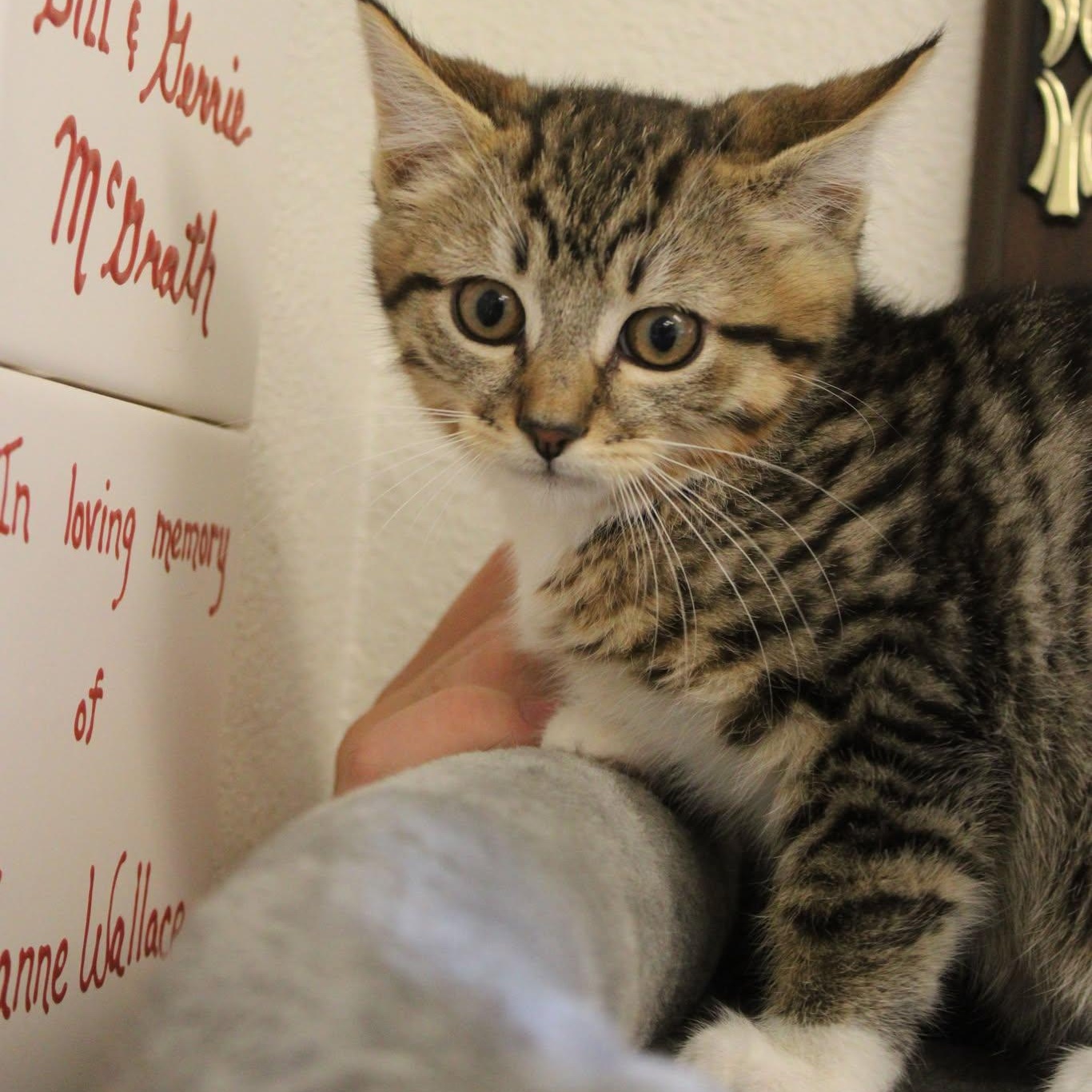 Snake Kittens, an adoptable Domestic Medium Hair in Weaverville, CA, 96093 | Photo Image 2