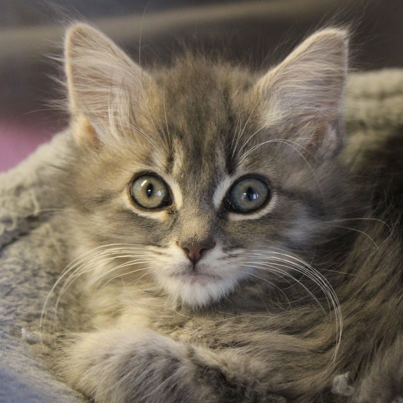 Snake Kittens, an adoptable Domestic Medium Hair in Weaverville, CA, 96093 | Photo Image 3