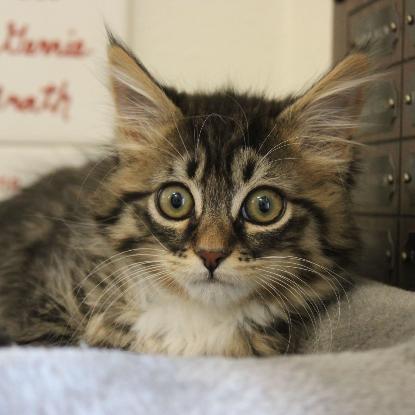 Snake Kittens, an adoptable Domestic Medium Hair in Weaverville, CA, 96093 | Photo Image 1