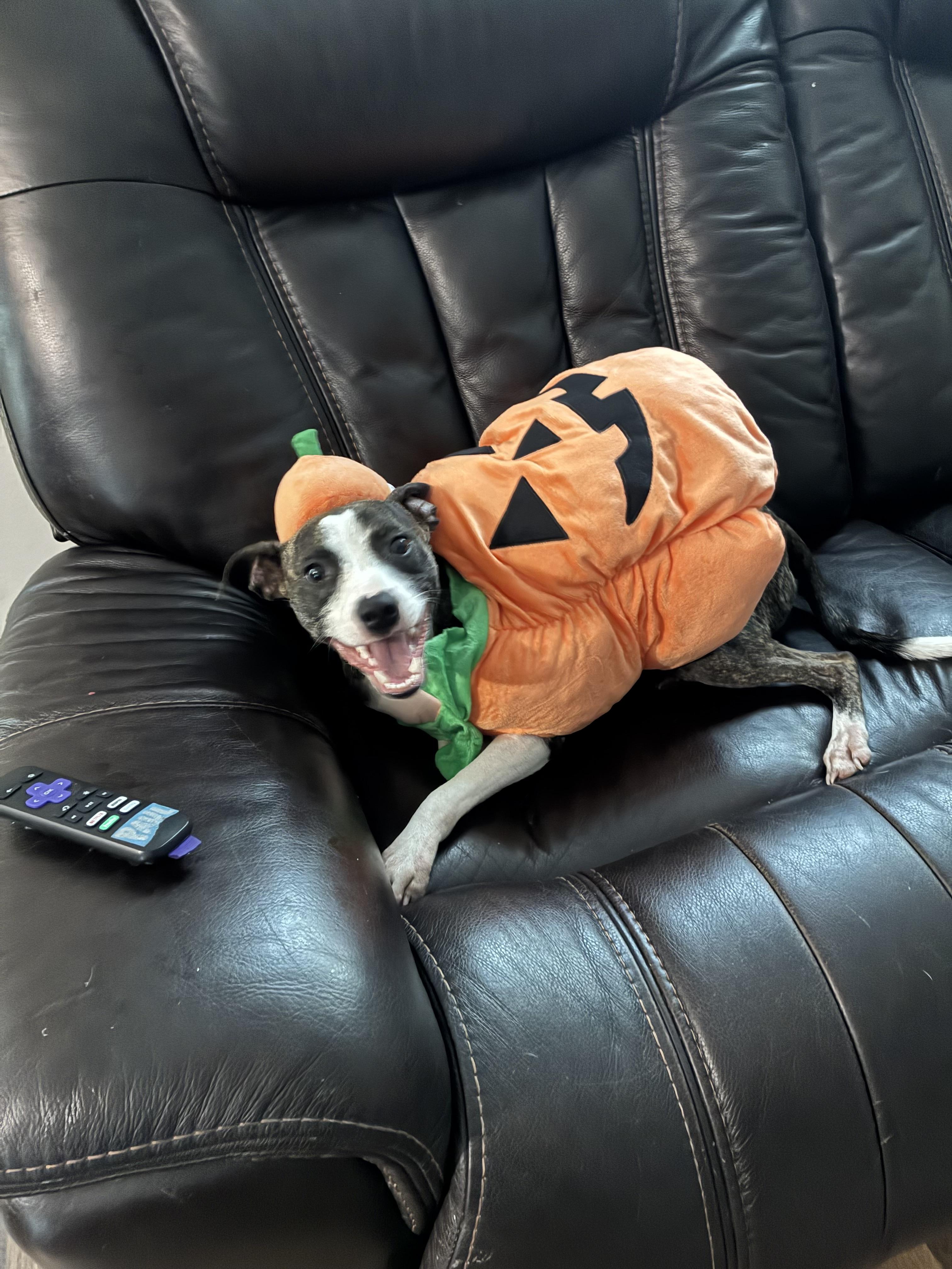 Bucky, a ADOPTABLE Feist in Eatontown, NJ image 3/3