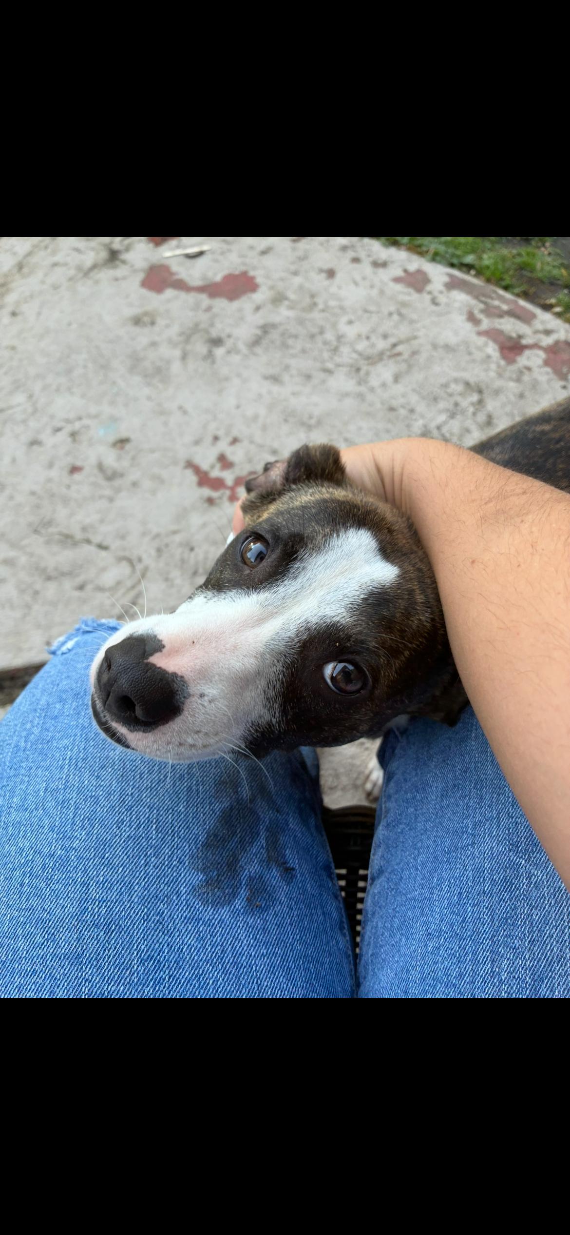 Bucky, a ADOPTABLE Feist in Eatontown, NJ image 2/3