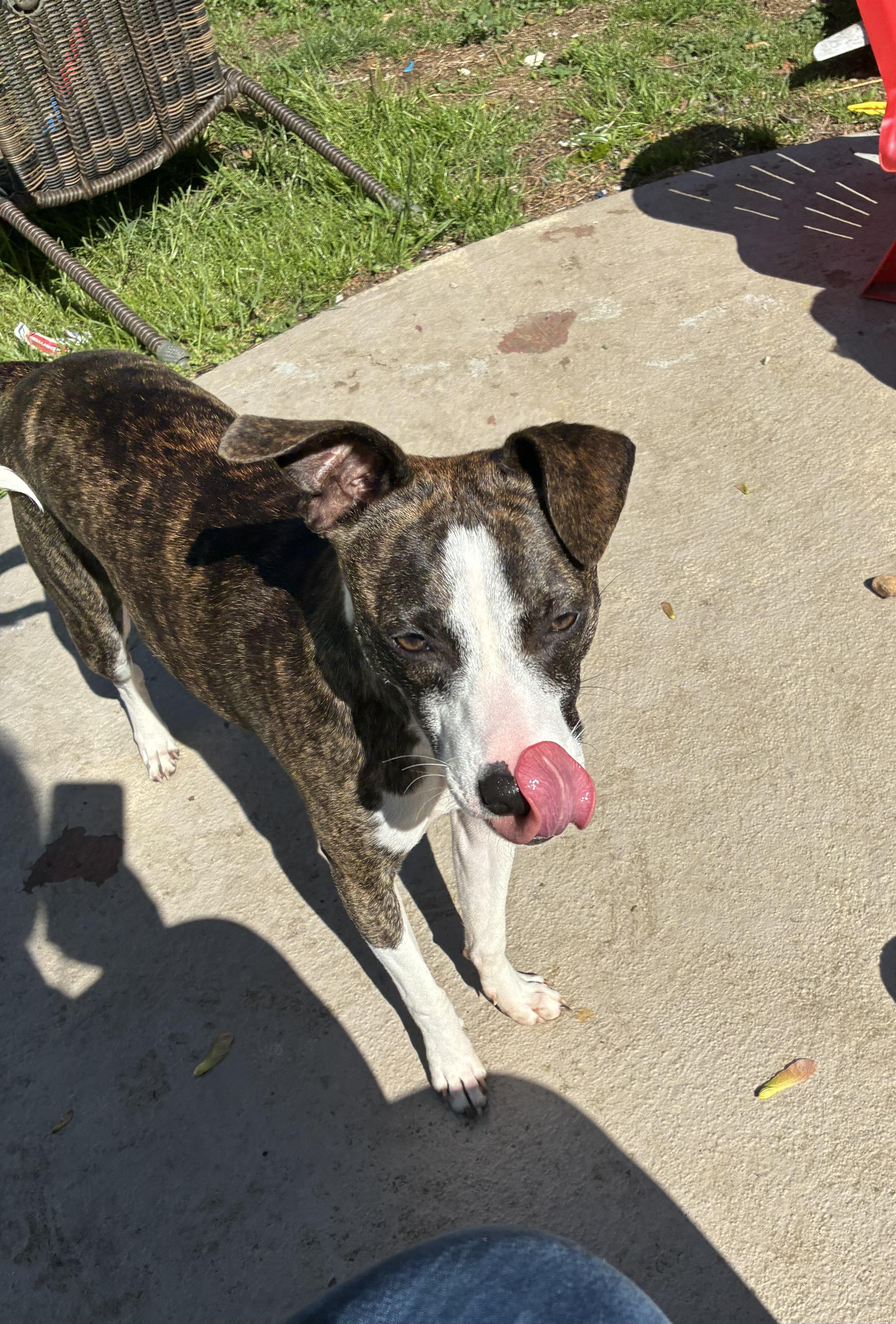 Bucky, ADOPTABLE, Adult Male Feist.