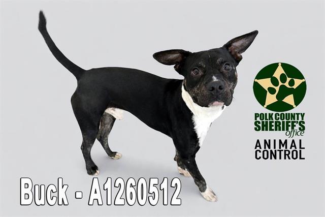 BUCK, Adoptable, Adult Male American Bulldog & Mixed Breed.