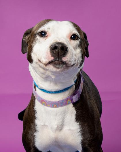 Simone, Adoptable, Young Female Pit Bull Terrier & Mixed Breed.