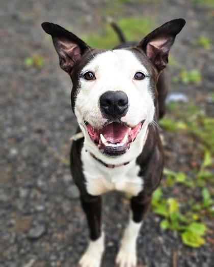 Simone, Adoptable, Young Female Pit Bull Terrier & Mixed Breed.