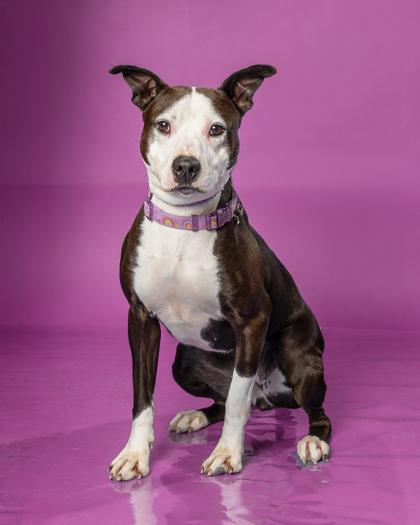 Simone, a Adoptable mixed breed in Hamilton, NJ image 3/3