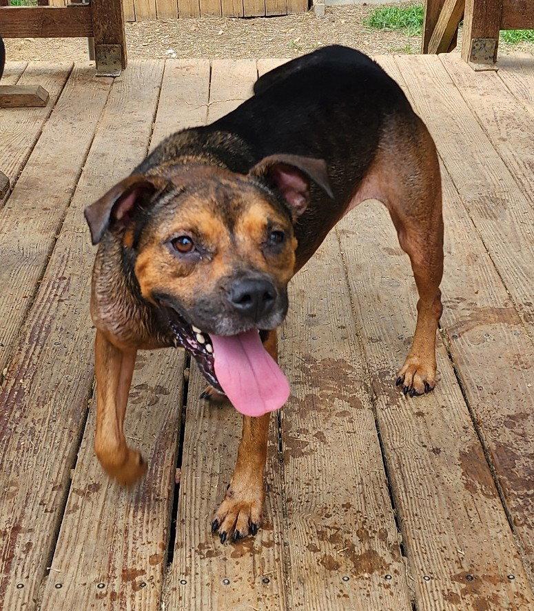 260746  Cubbie, Adoptable, Adult Female Pit Bull Terrier & German Shepherd Dog.