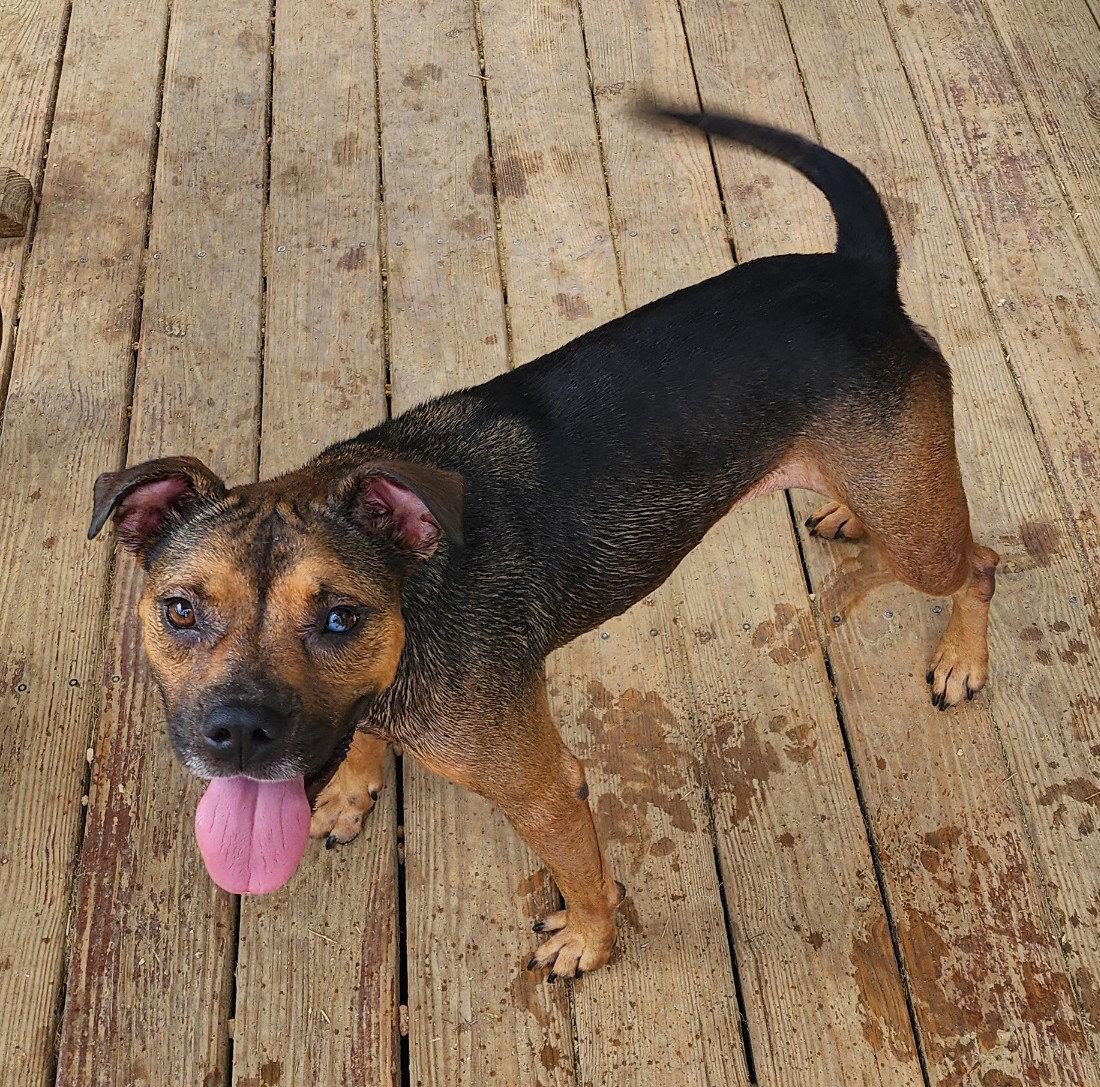 Enlarge 260746  Cubbie, a Adoptable mixed breed in Wetumpka, AL image 2/3