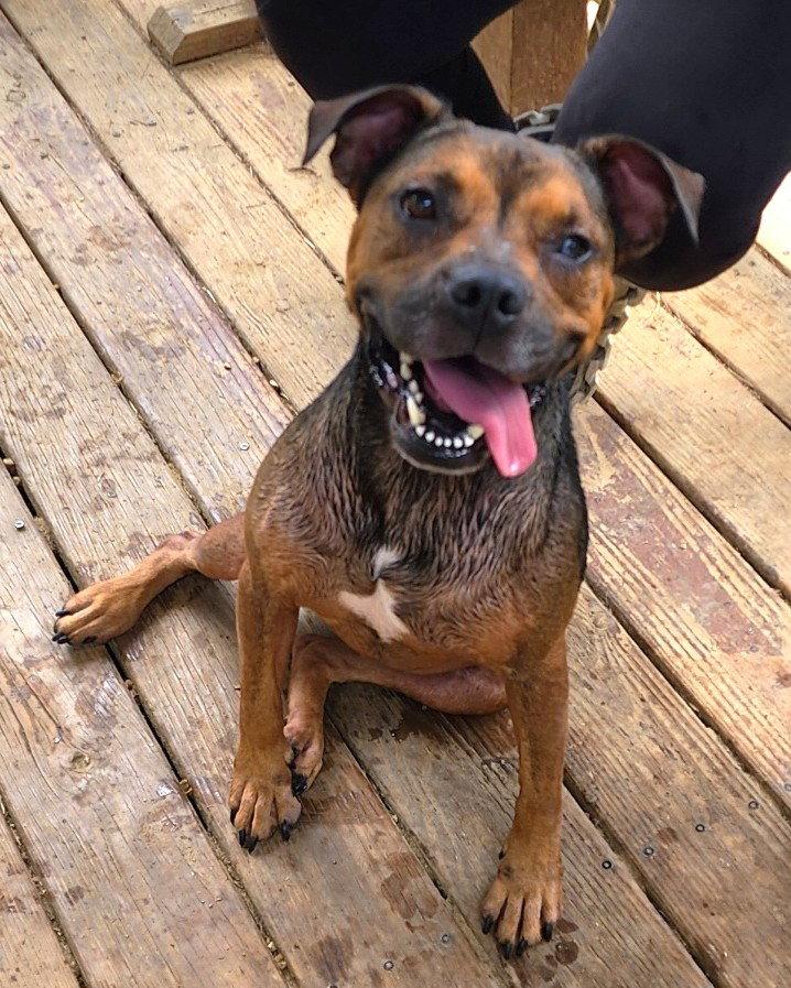 Enlarge 260746  Cubbie, a Adoptable mixed breed in Wetumpka, AL image 3/3