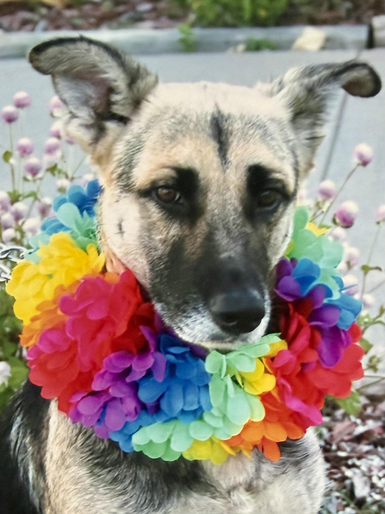 Enlarge Roxie/1, a Adoptable mixed breed in Hutchinson, KS image 1/1