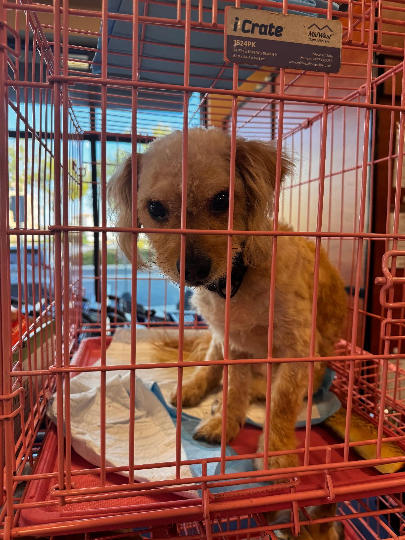 Thor, Adopted, Adult Male Bichon Frise & Poodle (Toy).