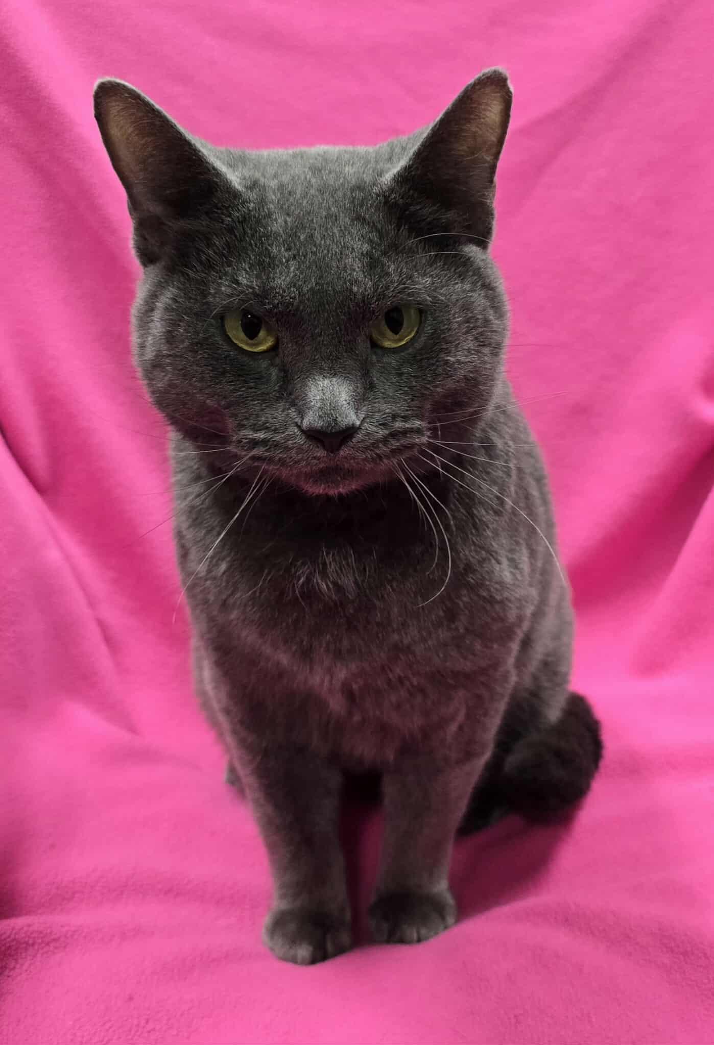 Acappella, Adoptable, Adult Female Domestic Short Hair.