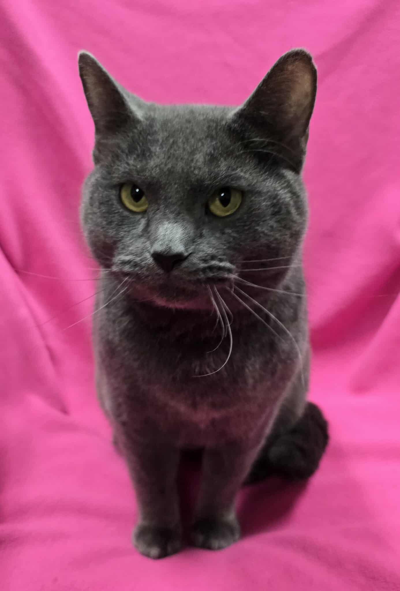 Enlarge Acappella, a Adoptable Domestic Short Hair in Frankfort, IN image 2/3