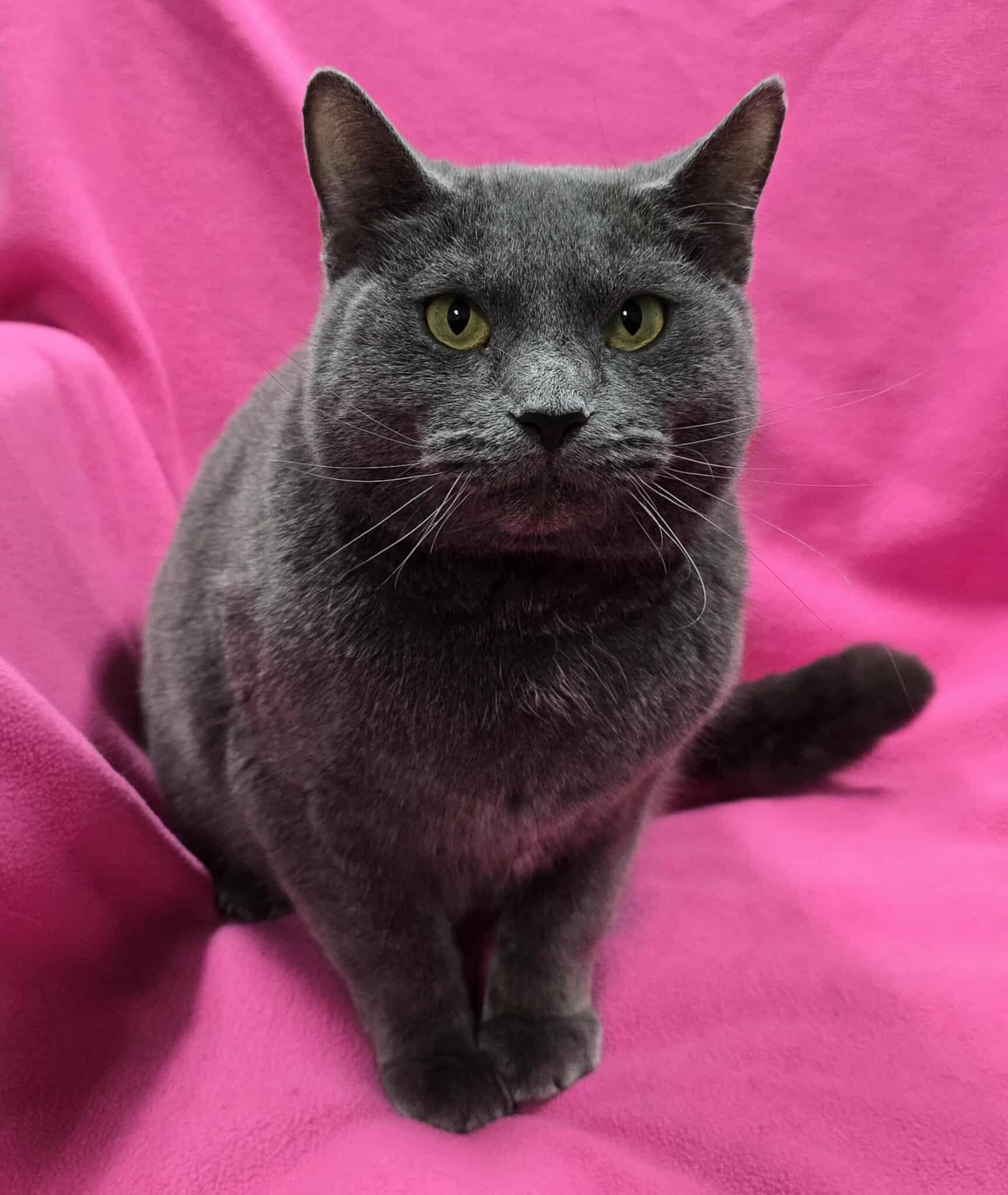 Enlarge Acappella, a Adoptable Domestic Short Hair in Frankfort, IN image 3/3