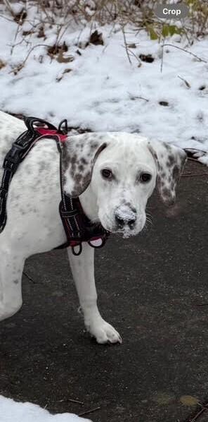 Patterson thumbnail 2