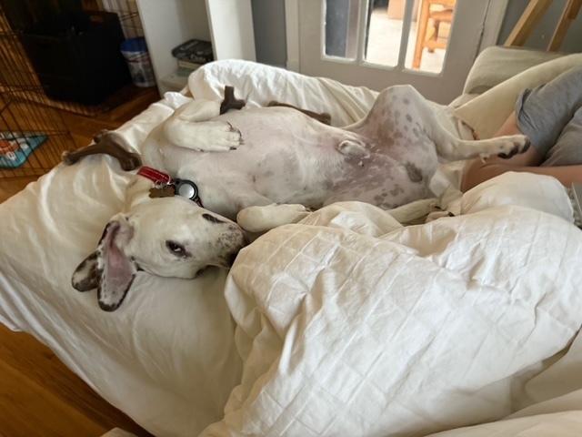 Patterson thumbnail 5