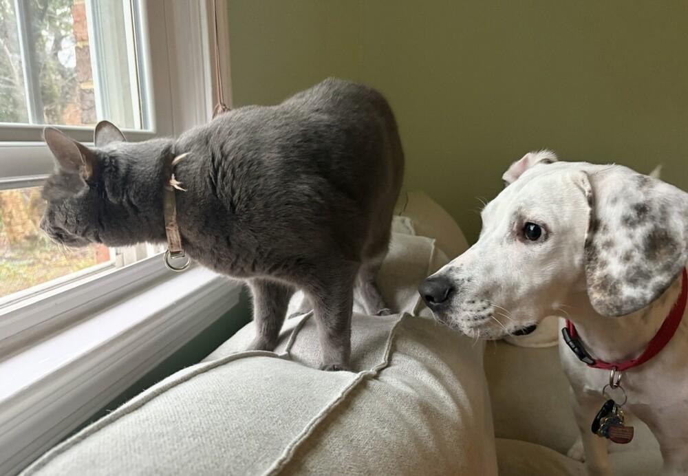 Patterson thumbnail 6