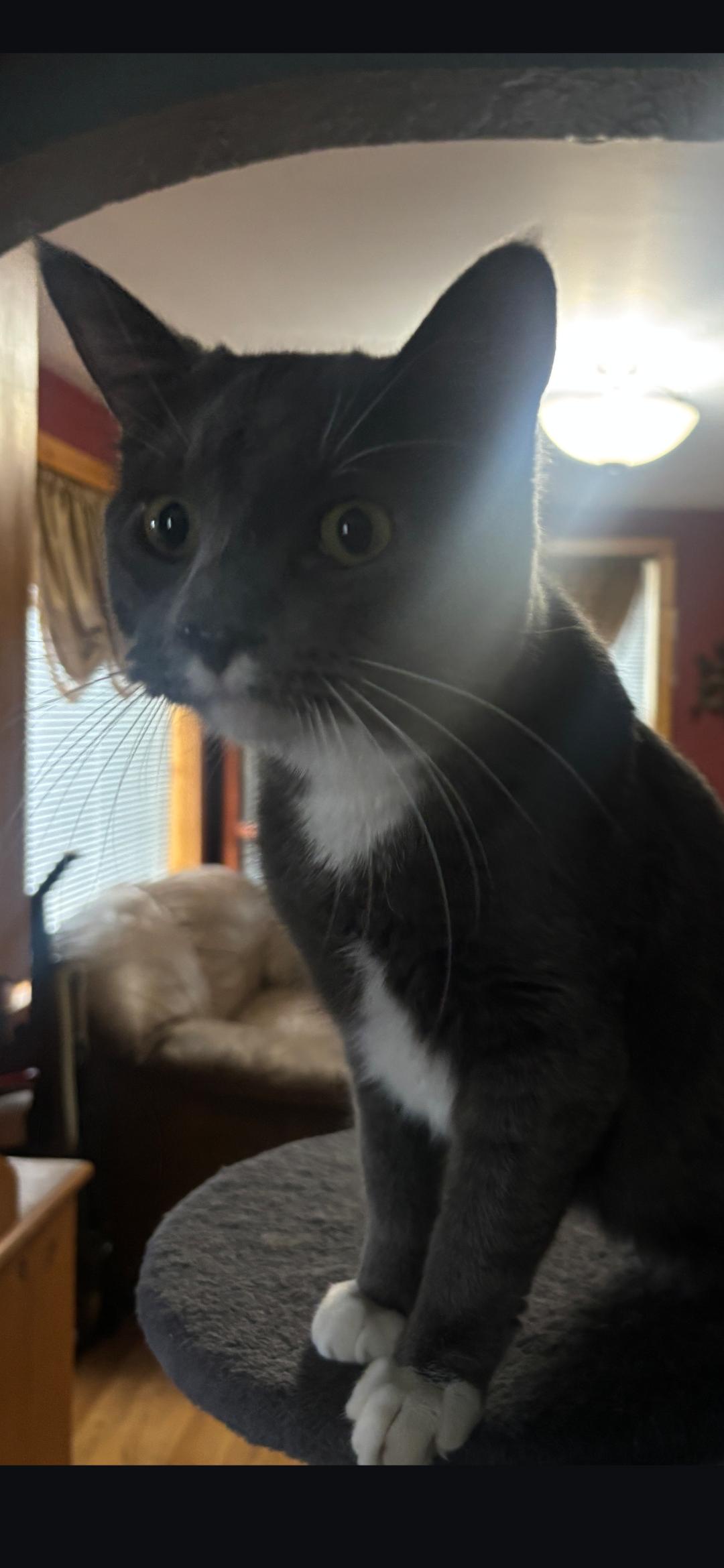 Enlarge Nigel, an adopted Domestic Short Hair in Medford, WI image 1/1