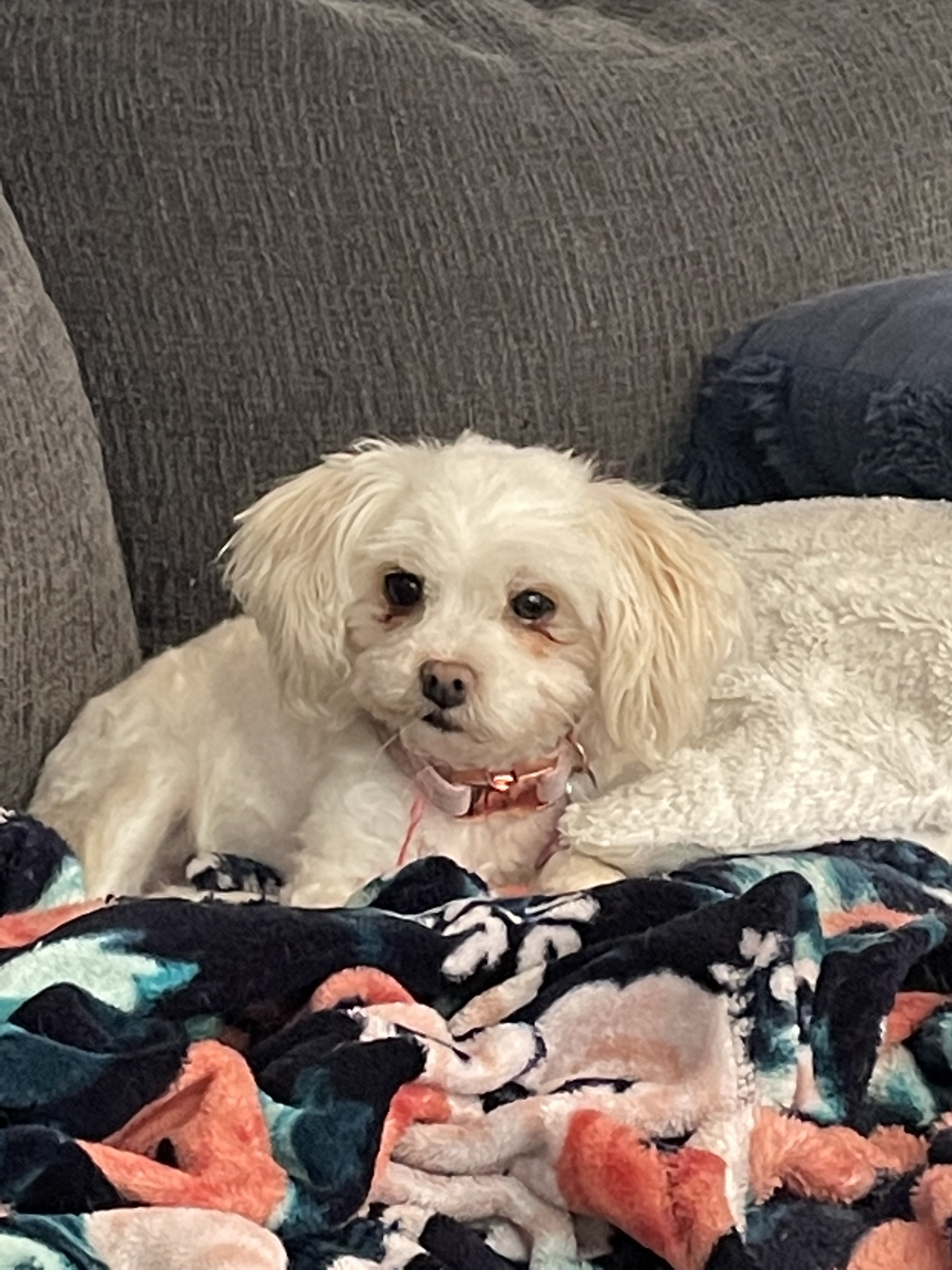 Cece, Adopted, Adult Female Maltipoo.