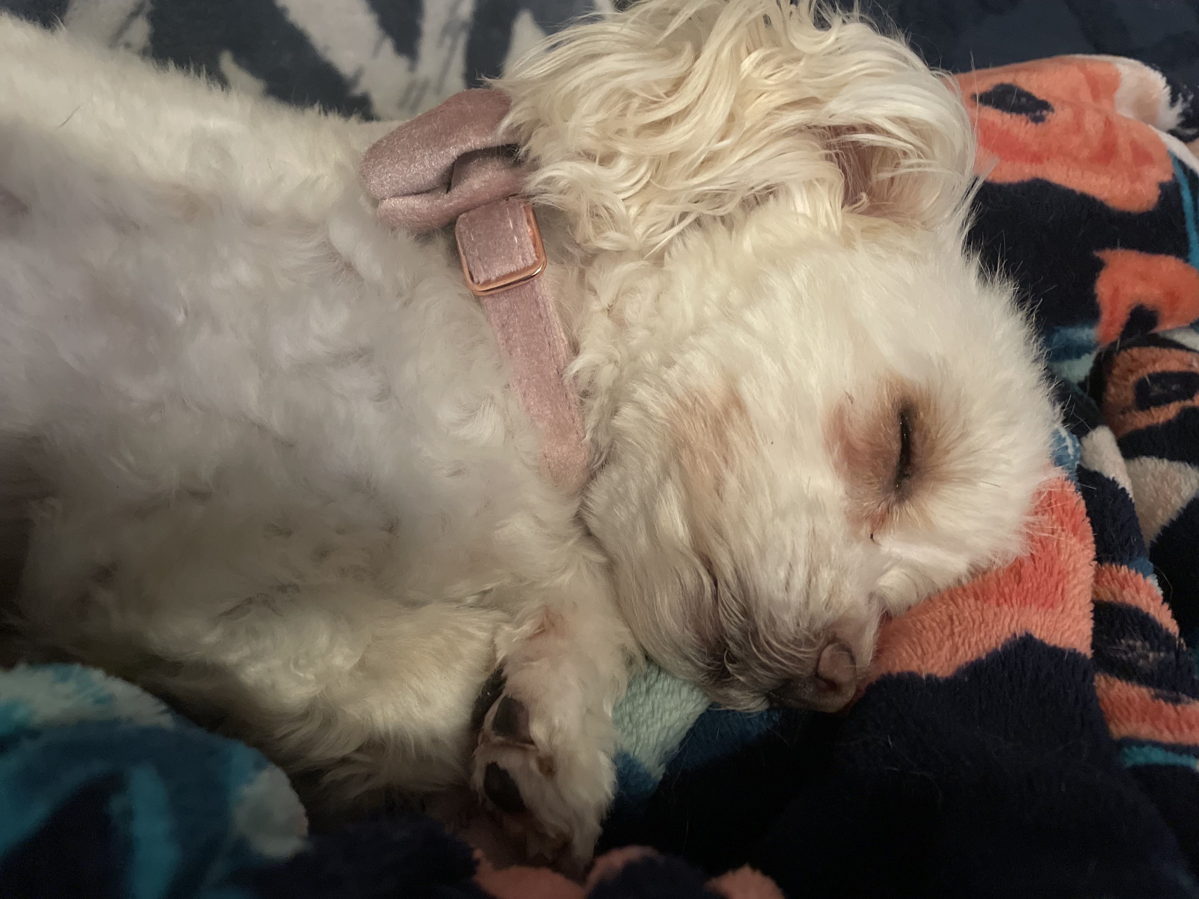 Enlarge Cece, a Adopted mixed breed in Cibolo, TX image 2/4