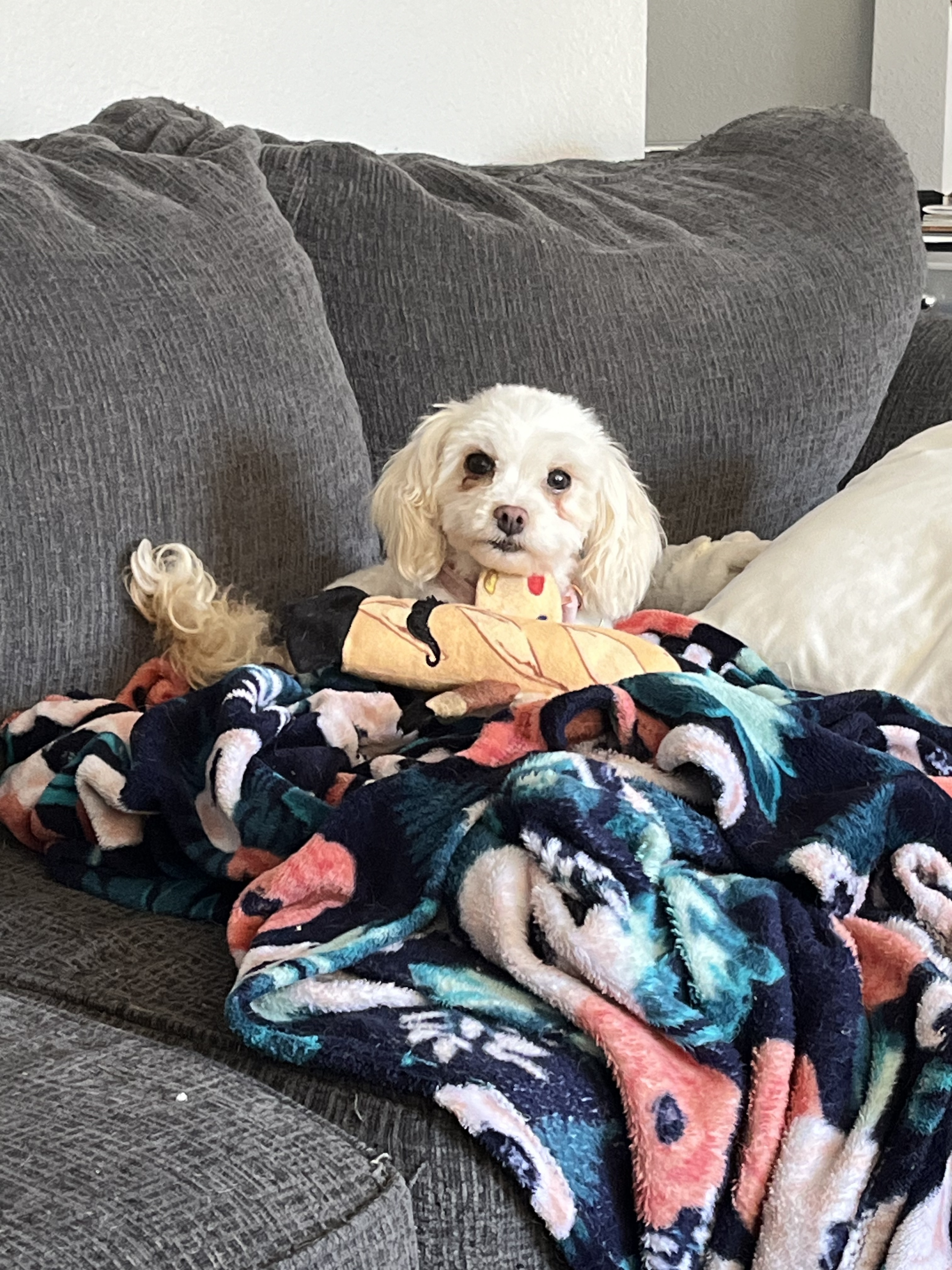 Enlarge Cece, a Adopted mixed breed in Cibolo, TX image 3/4